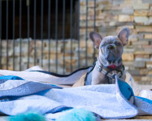 Pup with her quilt