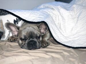 Pup  under her quilt